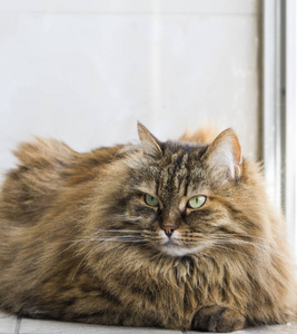 可爱的棕色西伯利亚猫长发