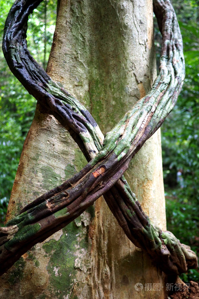 枝藤绕在一棵树