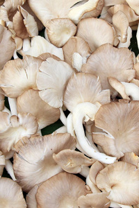 植物蛋白。牡蛎蘑菇