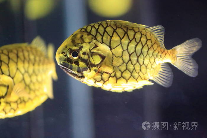 在日本的松果鱼monocentris粳稻