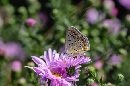 Aricia agestis 蝴蝶收集花蜜在芽雅特