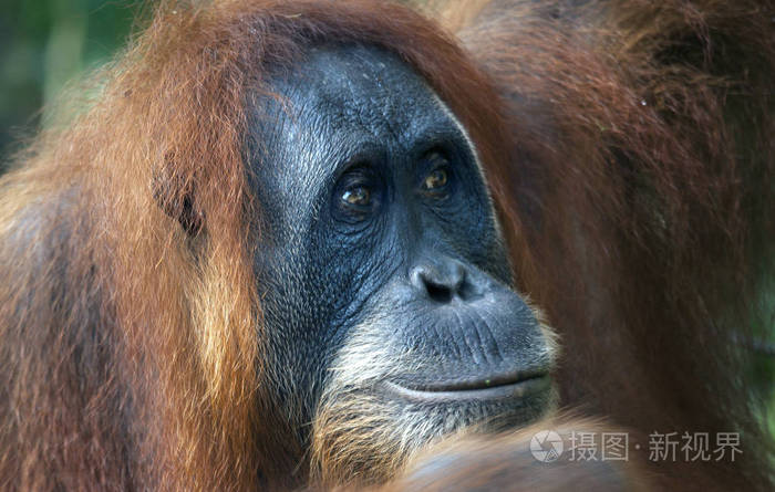 母猩猩在印尼丛林中照片-正版商用图片0y6ufl-摄图新视界