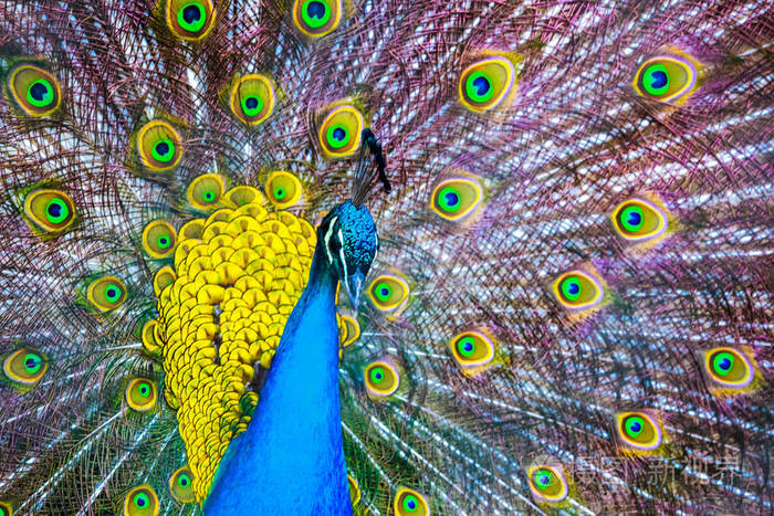 孔雀.美丽的孔雀羽毛出的肖像.关闭照片-正版商用图片0y6v86-摄图新视