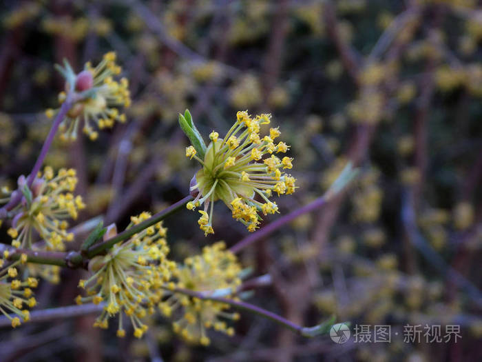 玉米棒的黄色花朵早春的科尼莲樱桃灌木的花茱萸开花