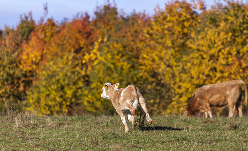 奶牛牧场农田德国景观自然动物