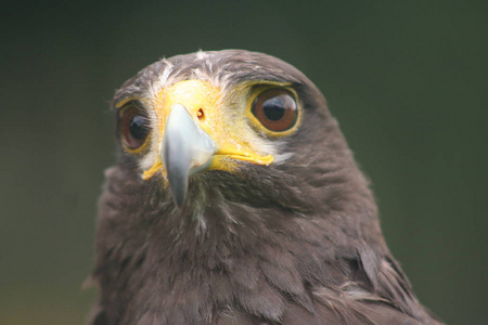 特写镜头的年轻，金鹰鹰猎受过训练的猛禽