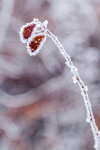 被雪和白霜覆盖的冬叶