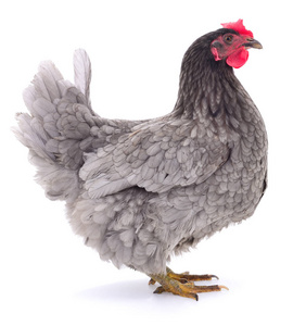站在白色背景前孤立的灰色母鸡灰色的母鸡灰色的鸡母鸡灰色母鸡有样子