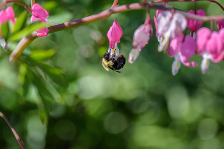 春花园中粉红心花的大黄蜂