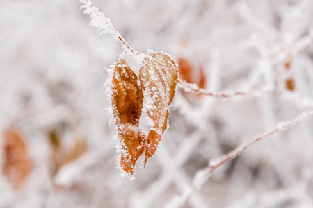 被雪和白霜覆盖的冬叶