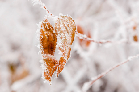 被雪和白霜覆盖的冬叶