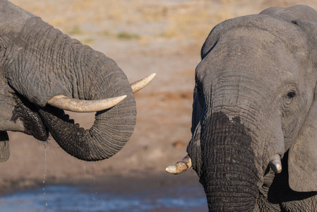 非洲大象，青年和成年人，在水坑，几个。野生动物的 Safari 在丘比国家公园的旅游目的地在博茨瓦纳，非洲