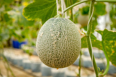 甜瓜瓜生长在温室里支持的字符串瓜网