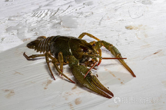 在木板上活螯虾