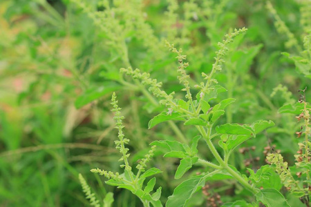 罗勒植物性质