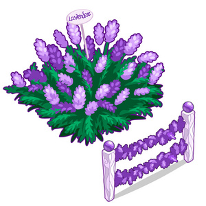 灌木，美丽的薰衣草和薰衣草栅栏