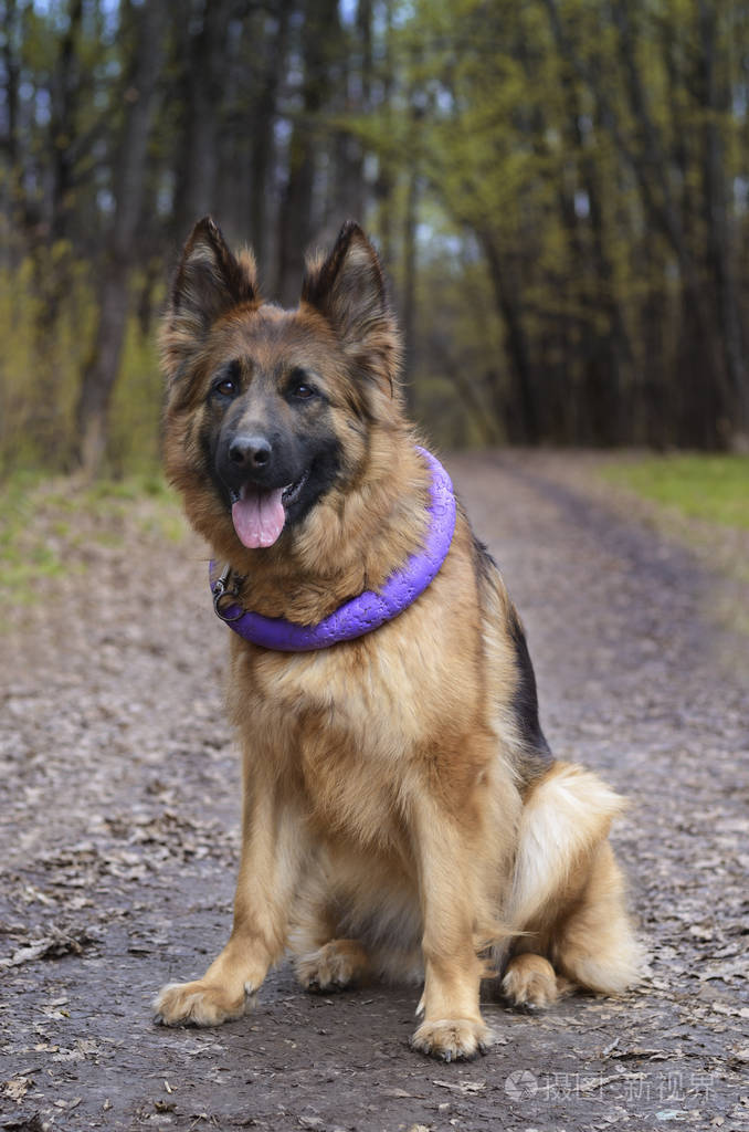 年轻蓬松德国牧羊犬在森林里的肖像与宠物户外散步