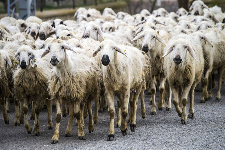羊羊路过，羊回家，羊的手臂数十个