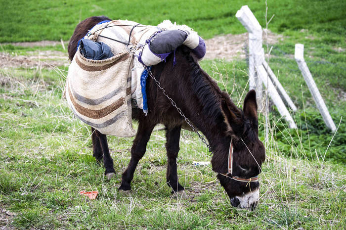 美丽的黑驴驮一个可爱的牧羊人的屁股图片的图片
