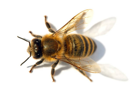 蜜蜂照片大全图片