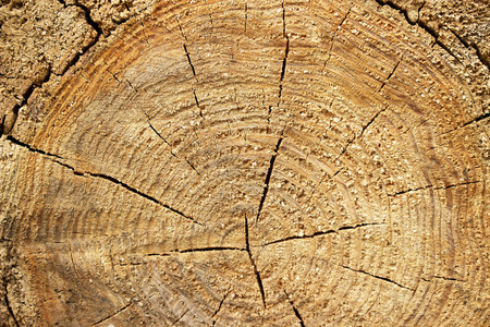 温暖的平木材纹理的特写。树桩的年轮