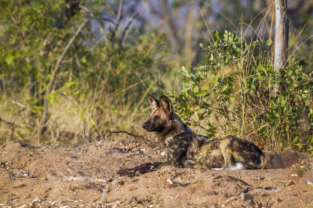 非洲野狗在南非克鲁格国家公园
