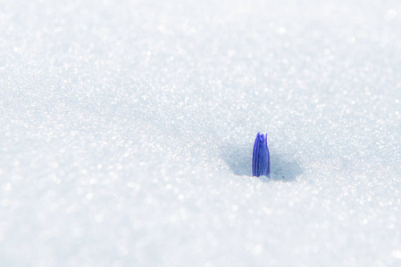 在雪地里的蓝色温柔雪莲