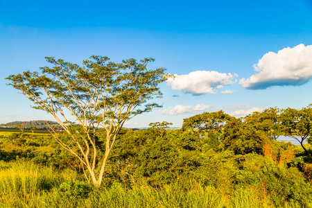 树在巴西河 Aka  里奥格兰德河 ，旁边位于 Uberaba。米纳斯吉拉斯州，巴西