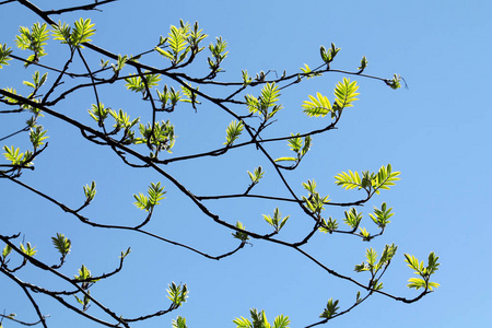 蓝蓝的天空背景上嫩绿的树叶春罗文枝