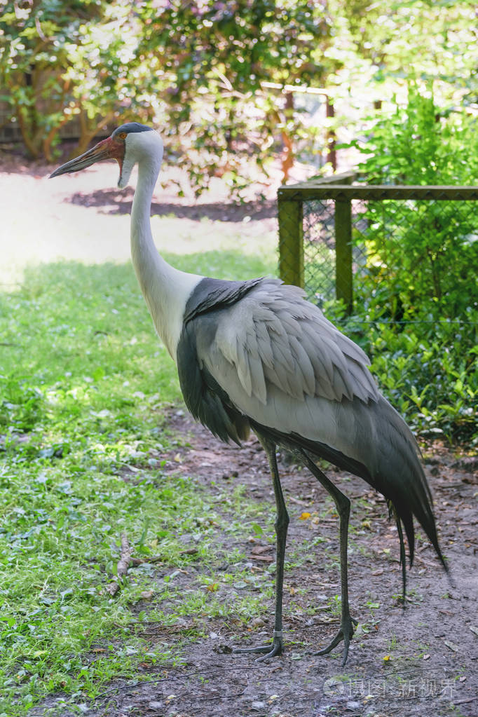 大鸟篱笆起重机的鹤家庭在鸟园
