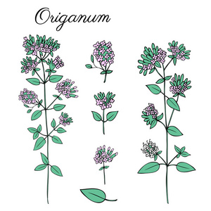 药草茶图片 药草茶素材 药草茶插画 摄图新视界