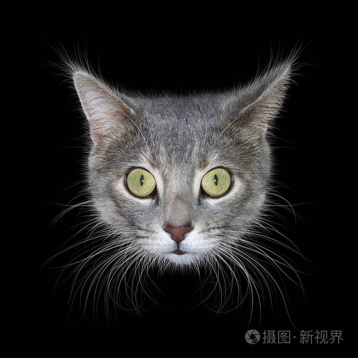 在黑色背景上的猫头