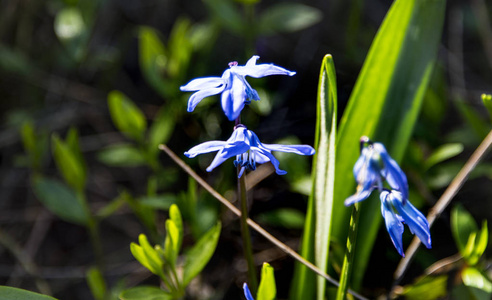 蓝色的充满活力的花朵在阳光下绽放