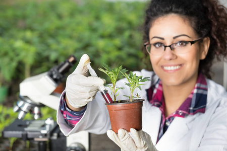 生物学家浇注化学品与芽菜煲