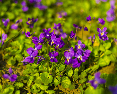紫罗兰花。木材的紫罗兰花关闭。紫罗兰