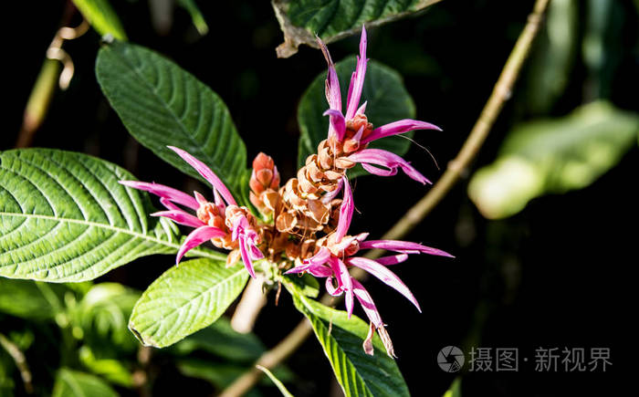 粉红色的黄色和紫色的蝎子看起来花绽放