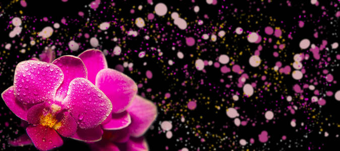 粉红色的兰花与液滴的水和彩色复制空间