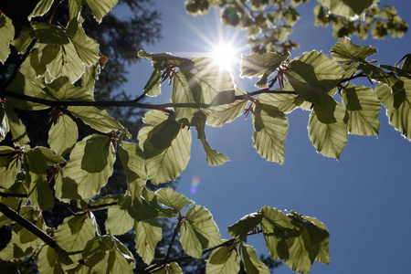 树叶子与阳光和蓝天背景图片