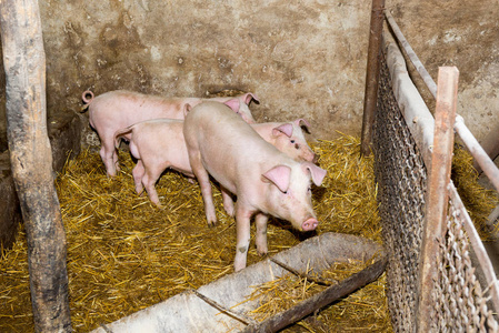 在农场养猪。猪流感