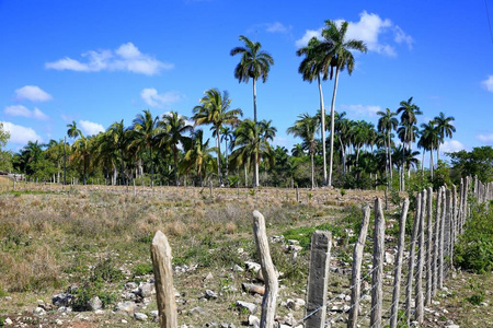 古巴农村的棕榈树景观图片