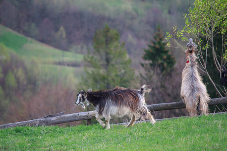两个年轻山羊放牧高山草甸。喀尔巴阡