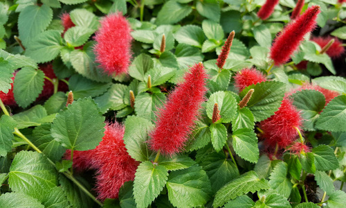 雪尼尔植物蓬松红花