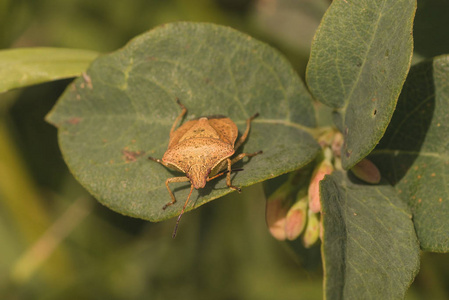 布朗臭 Bug 宏前视图