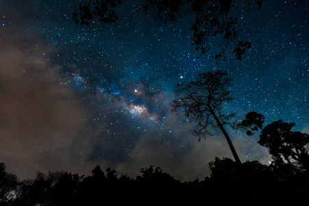 美丽的银河系，在夜空中森林公园