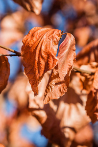 秋天的叶子在阳光特写下的树枝上