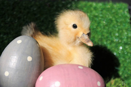 复活节彩蛋狩猎蛋鸭宝贝小鸡圆点鸡蛋