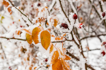 树叶覆盖着白霜和雪