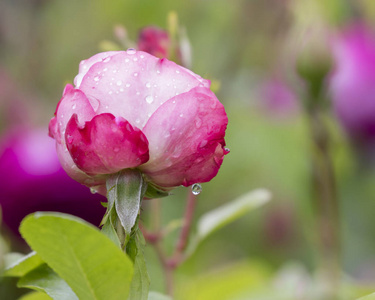 湿玫瑰花园里雨后