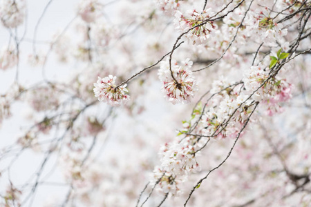 樱花树日本分枝五颜六色