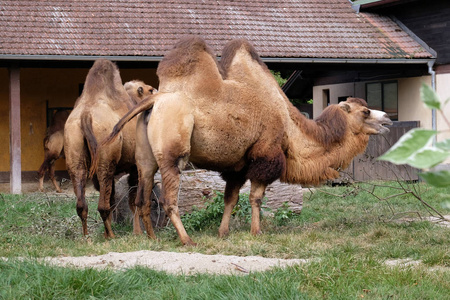 萨格勒布动物园里的骆驼